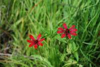 Zinnia peruviana image