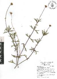 Tridax coronopifolia image