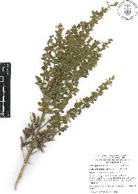 Genista monspessulana image