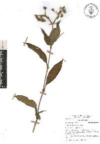 Tinantia erecta image