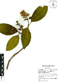 Miconia subhirsuta image