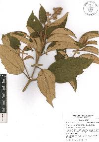 Miconia xalapensis image