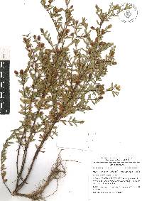 Hypericum hypericoides subsp. hypericoides image