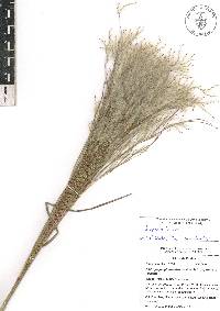 Andropogon bicornis image