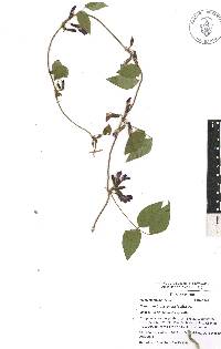 Cologania broussonetii image