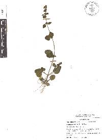 Stachys crenata image