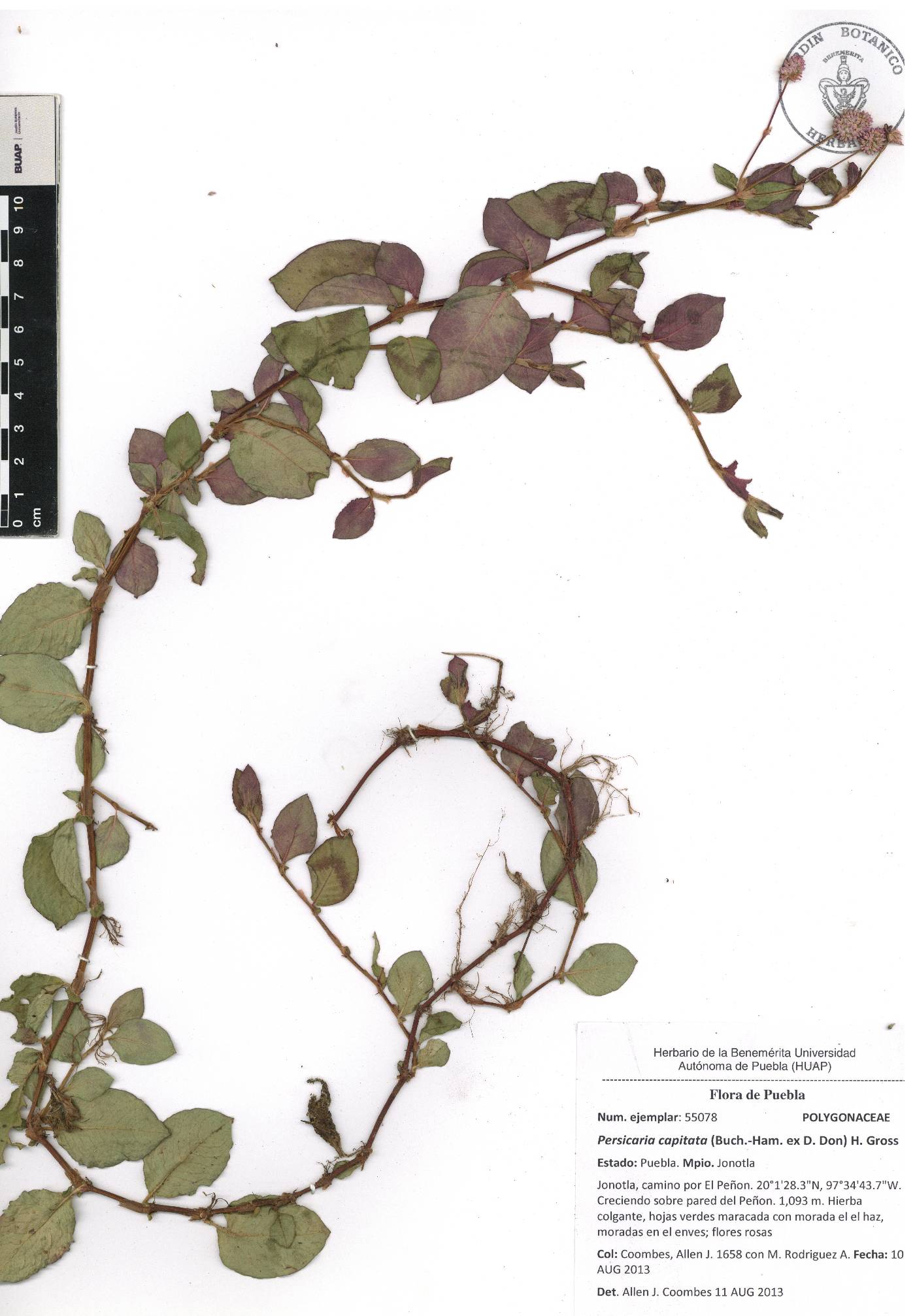 Persicaria capitata image