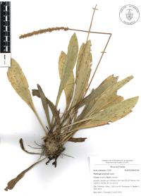 Plantago australis image