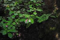 Fuchsia encliandra image