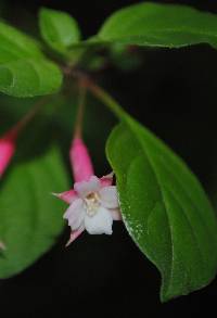 Fuchsia encliandra image