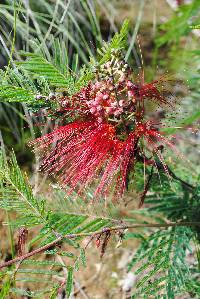 Calliandra grandiflora image