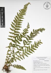 Woodsia mollis image