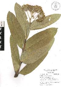 Asclepias notha image