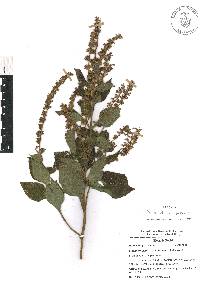 Salvia xalapensis image