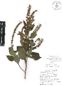 Salvia longispicata image