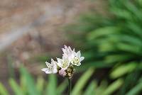 Nothoscordum gracile image