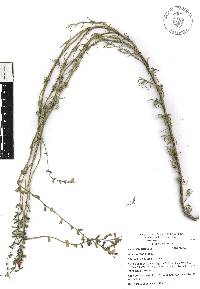 Salvia reptans image