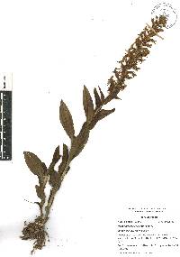 Habenaria strictissima image