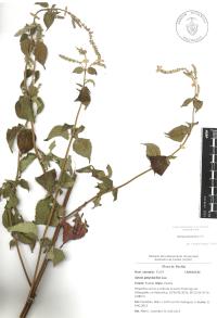 Salvia polystachia image