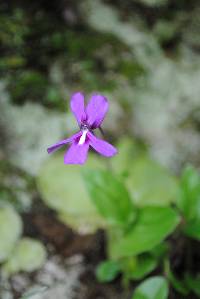 Pinguicula moranensis image