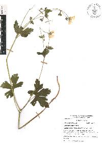 Geranium latum image