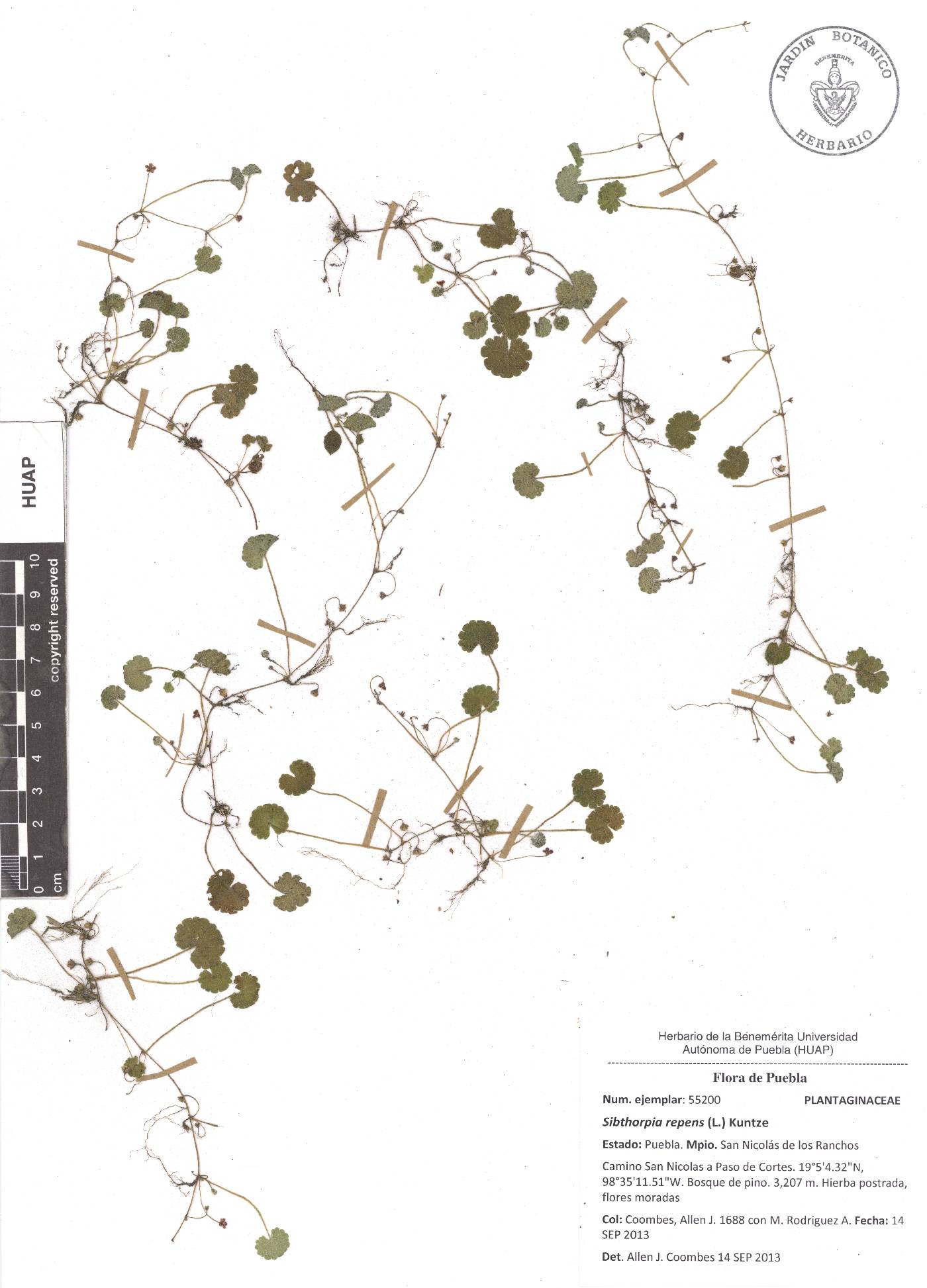 Sibthorpia repens image