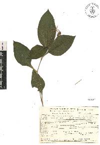 Tinantia erecta image