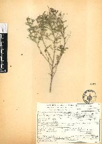 Dalea foliolosa image