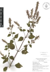 Salvia polystachia image