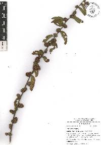 Waltheria indica image