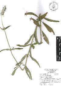 Salvia lavanduloides image