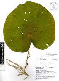 Lepianthes peltata image