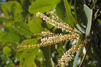 Clethra occidentalis image