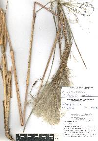 Andropogon bicornis image