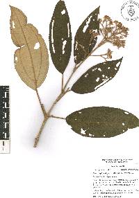 Miconia xalapensis image