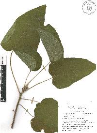 Croton draco image