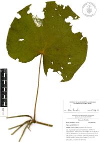 Lepianthes peltata image