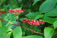 Cissus microcarpa image