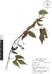 Ipomoea hastigera image