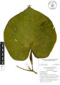 Lepianthes peltata image