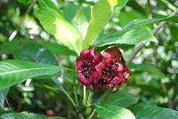 Psychotria elata image