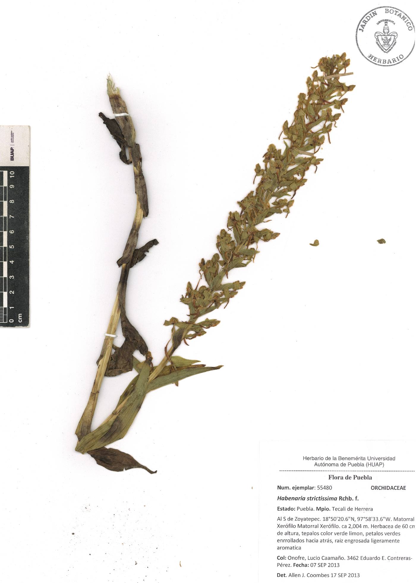 Habenaria strictissima image