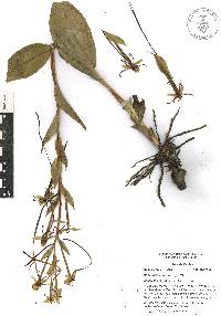 Habenaria macroceratitis image