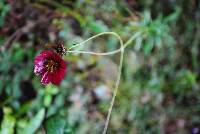 Cosmos scabiosoides image