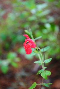 Salvia microphylla image