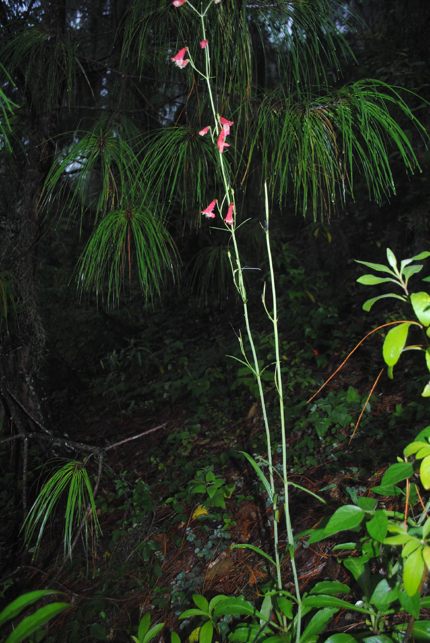 Penstemon miniatus var. apateticus image