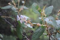 Ceanothus caeruleus image