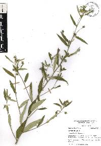 Sida rhombifolia image