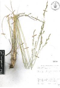 Festuca tolucensis image