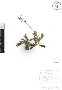 Salvia prunelloides image